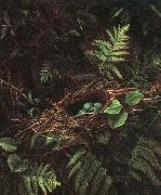 Fidelia Bridges Bird's Nest and Ferns oil on canvas